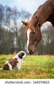 Horse and saint bernard puppy