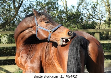 Horse Scratching With Allergies. Horse Biting And Chewing Coat. Equestrian UK 