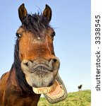 Horse with a sense of humor.