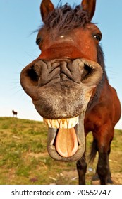 Horse with a sense of humor.