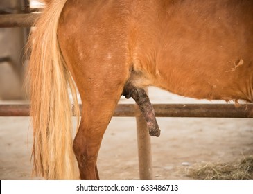 Sex pic horse 