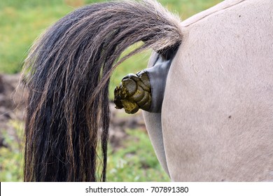 Horse shit
