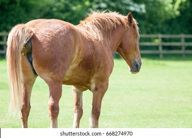 Horse shit. Chestnut horse taking a crap. Funny animal meme image of an animal shitting in a field. With copy space for political comment.