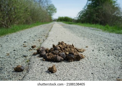 Horse shit on the road was not removed