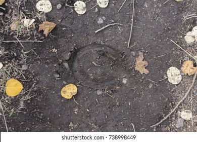 Horse Shoe Foot Print On The Trail Around Snowbasin, Ogden Utah