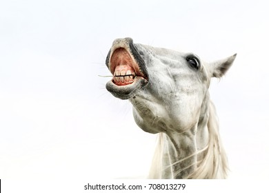 Horse Showing Teeth