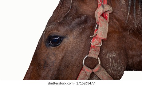 Horse Sick From African Horse Sickness Virus In The Farm Clipping Path