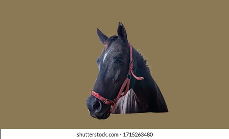 Horse Sick From African Horse Sickness Virus In The Farm Clipping Path