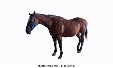 Horse Sick From African Horse Sickness Virus In The Farm Clipping Path