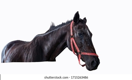 Horse Sick From African Horse Sickness Virus In The Farm Clipping Path