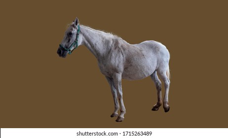 Horse Sick From African Horse Sickness Virus In The Farm Clipping Path