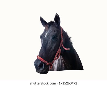 Horse Sick From African Horse Sickness Virus In The Farm Clipping Path