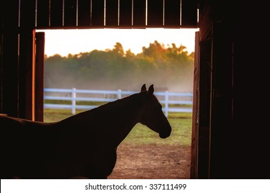 Horse Silhouette In Barn.