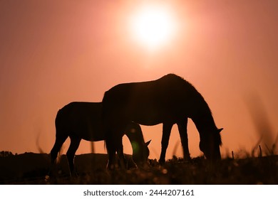 horse silhouette grazing and beautiful sunset background in summertime - Powered by Shutterstock