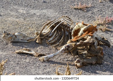 Horse skeleton in the Nevada desert, USA