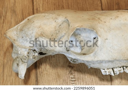 Horse Skull animal bones, taxidermy.
Welsh mountain pony.