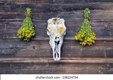horse skull cranium and two bunch medical St Johns wort flowers on old wooden farm wall