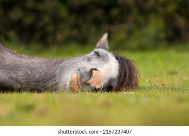 Horse Sleeping in a field on a cloudy day