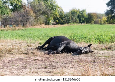 Horse is sleeping lying down