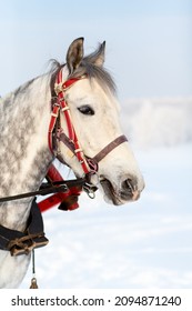 Horse Sleigh Ride Through The Russian Winter Landscape - Headshot.