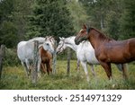 Horse smelling each other in summer pasture on a rainy day in quebec canada