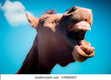 Horse Smile