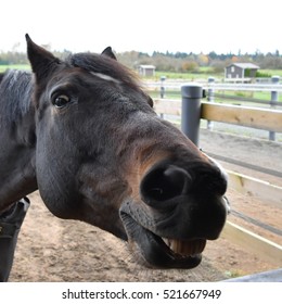 A Horse Smiles With A Goofy Grin And Silly Eyes.