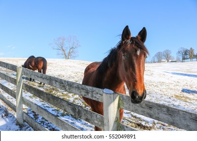 Horse In A Snowy Field, Albemarle County, Virginia