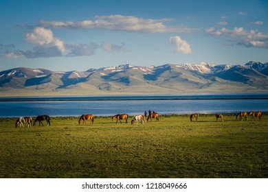 Horse At Song Kul Lake In Kyrgyzstan