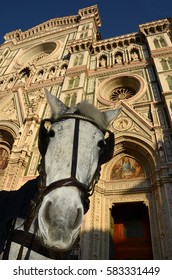 Horse in the Square of the Cathedral of Santa Maria del Fiore in Florence, Italy