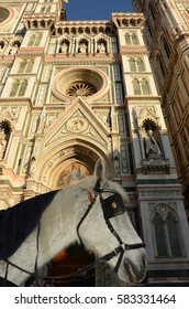 Horse in the Square of the Cathedral of Santa Maria del Fiore in Florence, Italy