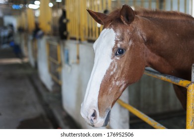 horse in stable 