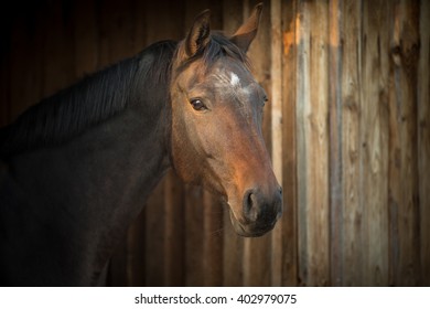 Horse In A Stable