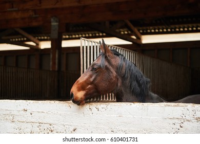 The Horse In The Stable