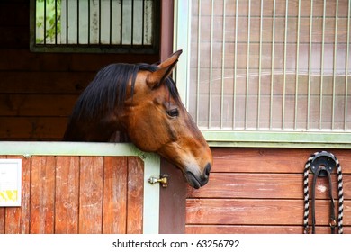 Horse In Stable