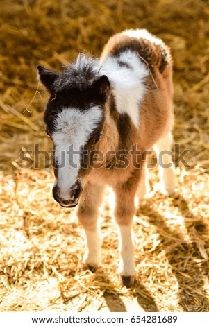 Similar – Foal I Environment Nature