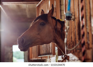 Horse in stable. Beautiful brown racing horse standing in big spacious stable outside the city - Powered by Shutterstock