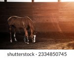 Horse in the stable. Equestrian sports theme. A mare without a saddle.