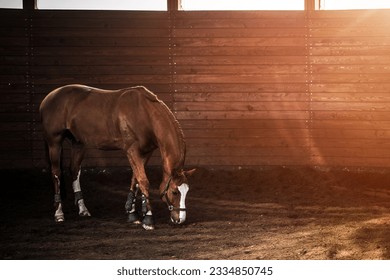 Horse in the stable. Equestrian sports theme. A mare without a saddle.