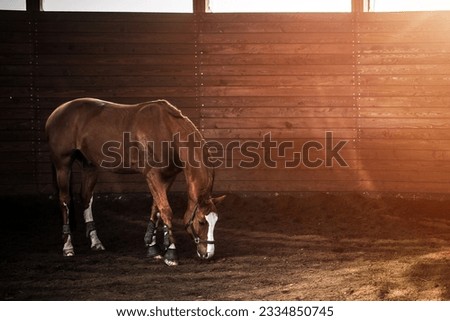 Horse in the stable. Equestrian sports theme. A mare without a saddle.