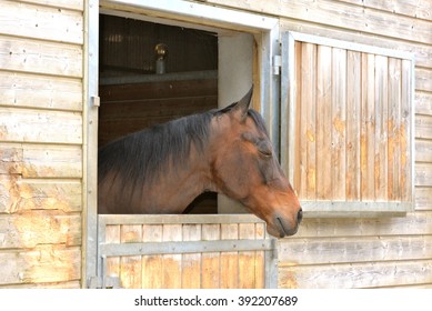 Horse In Stable, Head