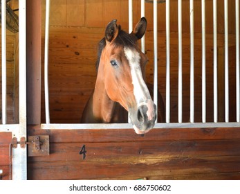 Horse Stall 