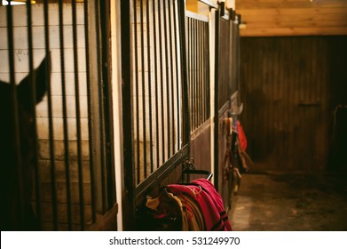 Horse In A Stall In The Stables