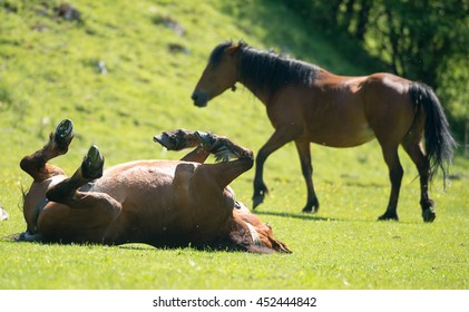 horse stallion laying on his back in a paddock
