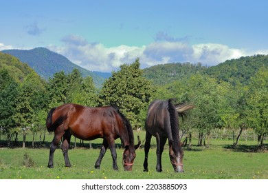 Horse Stallions Grazing On A Green Pasture. Two Young Horses In Tranquil Rural Scene On A Bright Beautiful Day With Blue Sky. Green Treeline And Mountain Tops With Clouds In The Background.