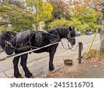 Horse Standing Alone Waiting for next Passenger for her carriage rides in Victoria, British Columbia, Canada