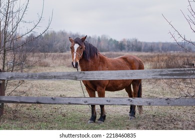 
A Horse Standing Behind An Old Wooden Fence On A Horse Farm. A Red Horse In A Paddock On A Ranch In The Fall.
The Horse Looks Over The Fence Of Gray Boards. Agriculture And Animal Husbandry. 