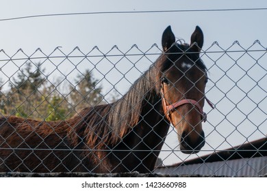 Horse Standing Behind Wire Fence