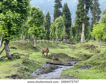 A horse standing by a small brook in the beautiful valley of Kashmhir 