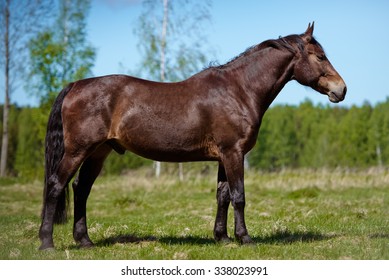horse standing on a field